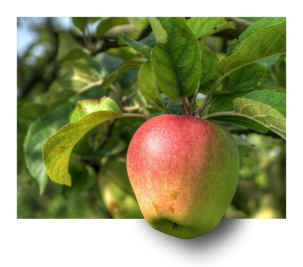 apples Raynovaa Global import